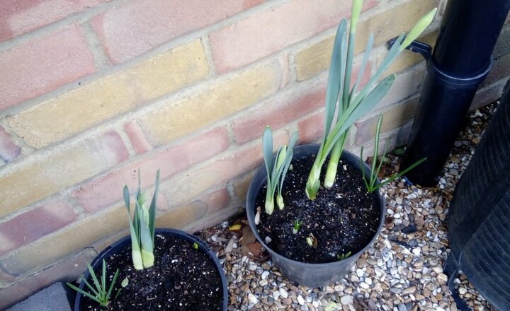 Image of First Signs of Spring for Sunshine Club